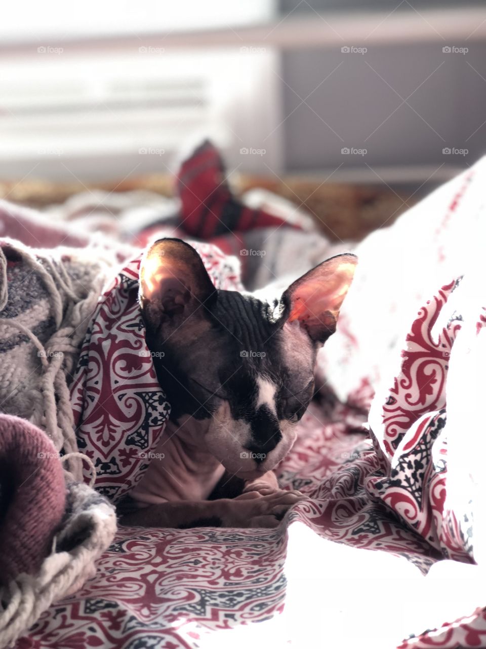 Sphynx cat in bed