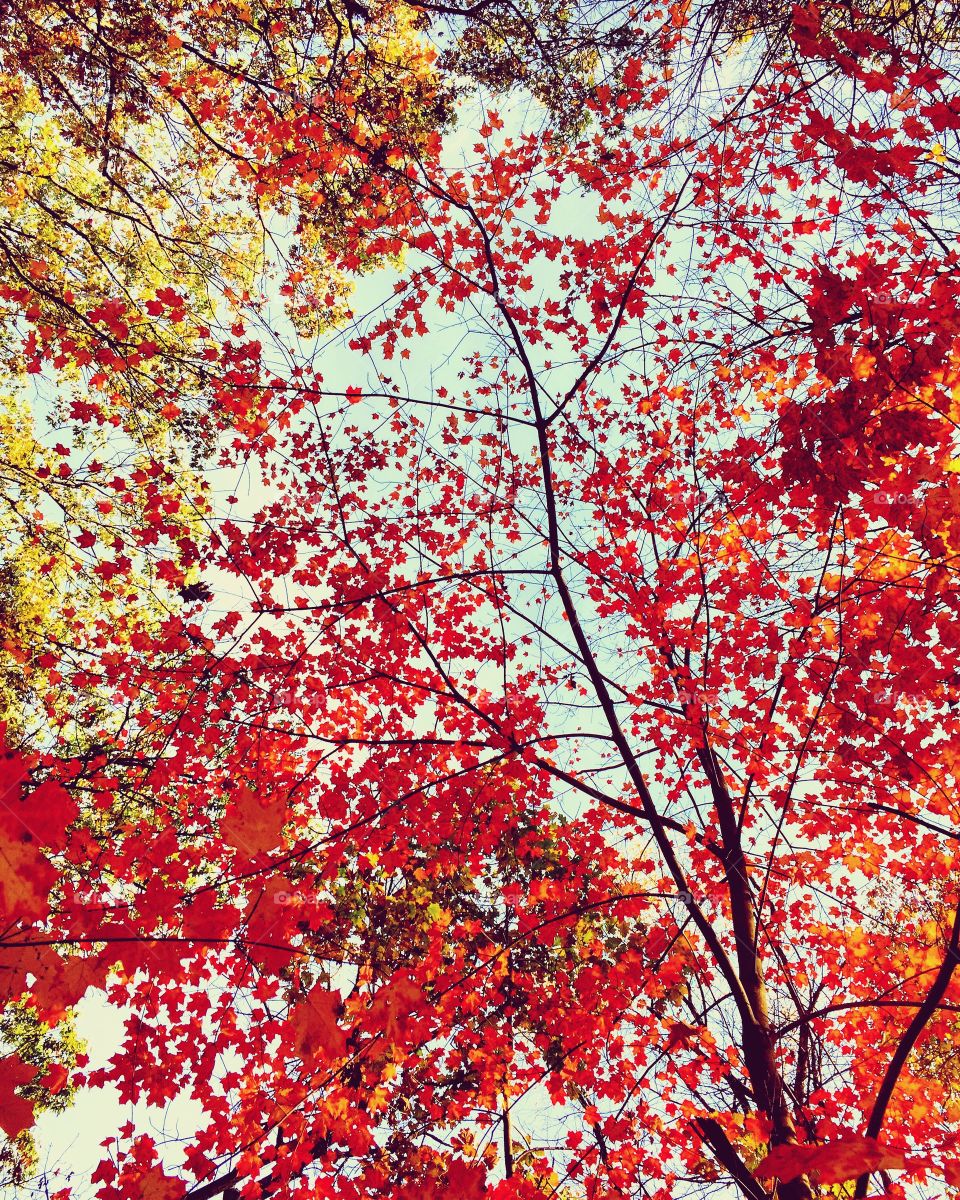 Low angle view of tree in autumn