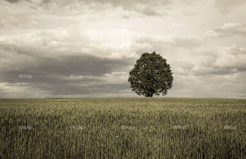 Single tree in the field