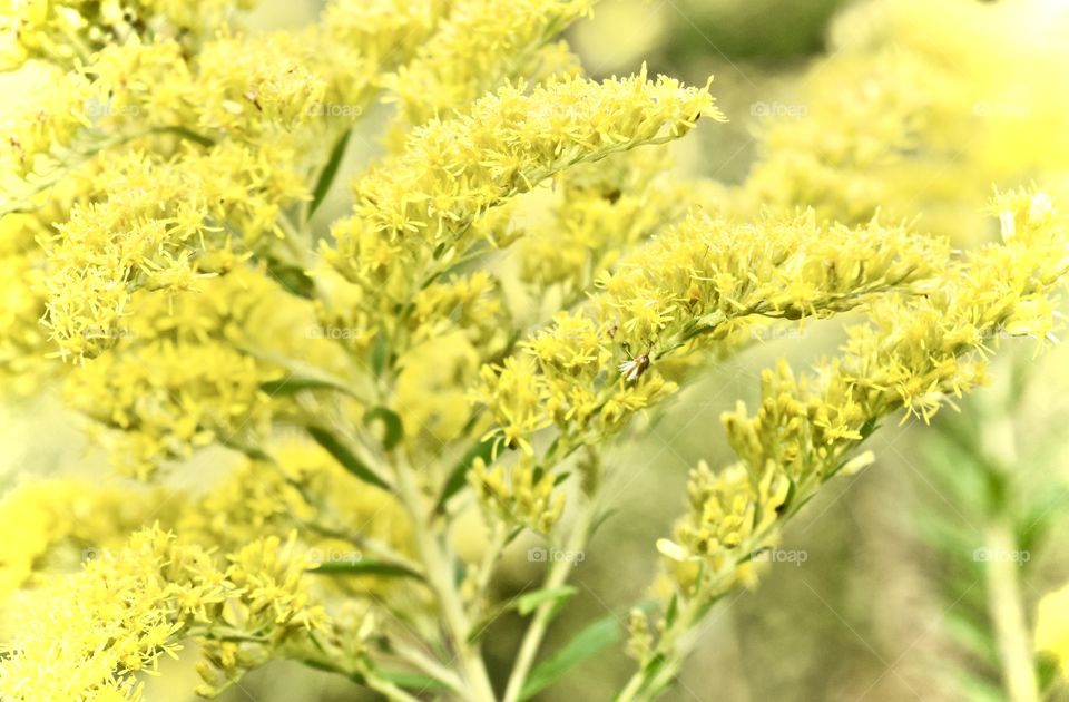 Florida fall foliage