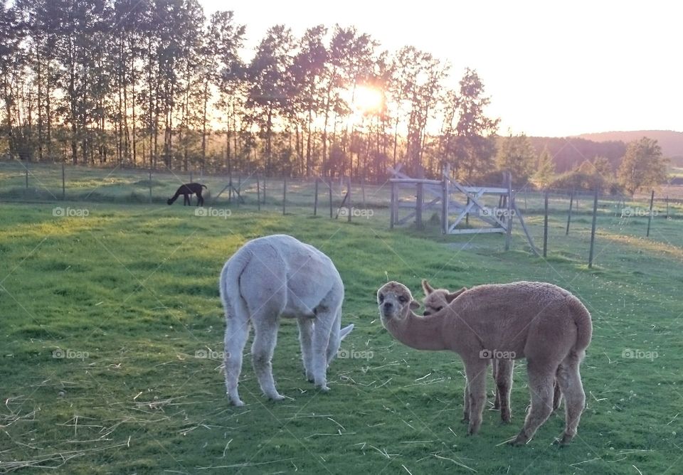 Alpacas cuddling 