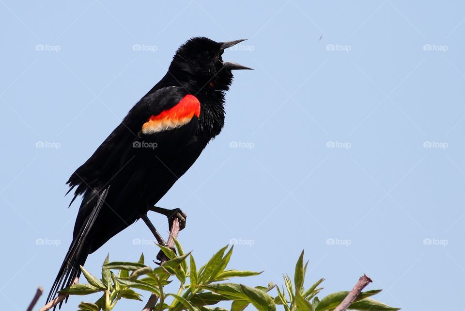 Red Winged Blackbird