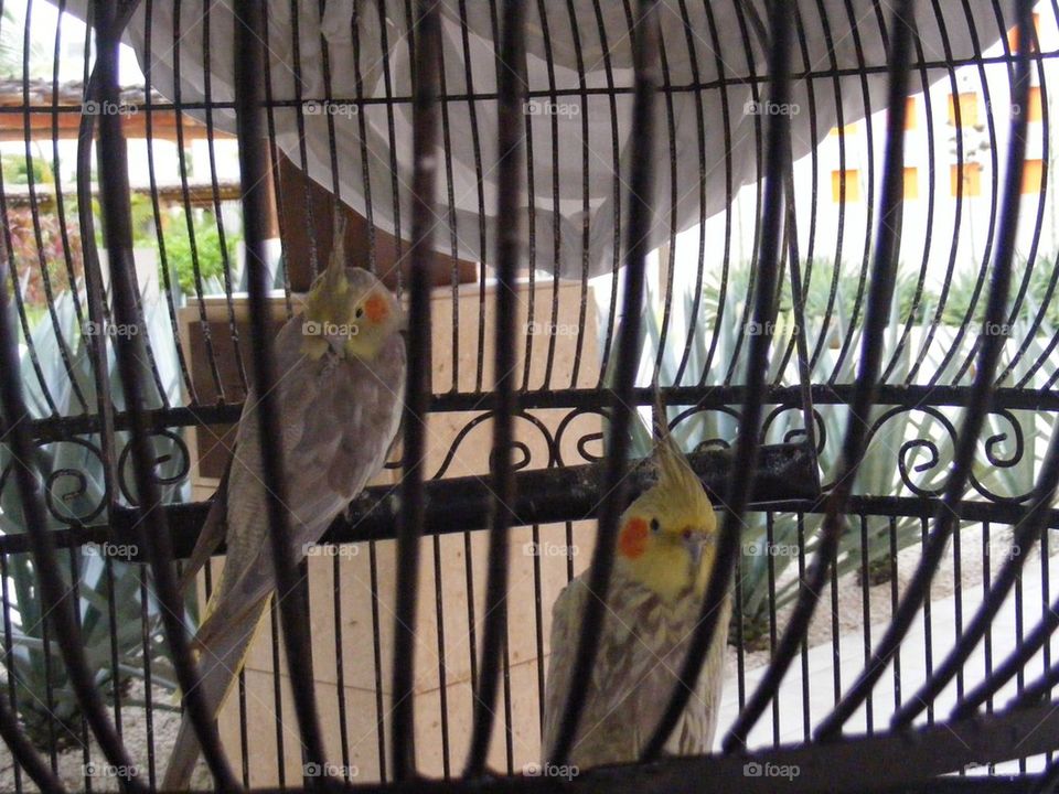Birds in a cage