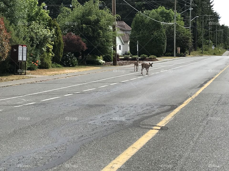 The local deer out for their morning stroll in the Comox Valley, British Columbia.