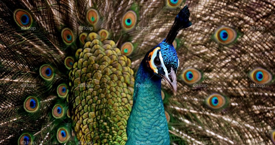 Beautiful Bird peacock