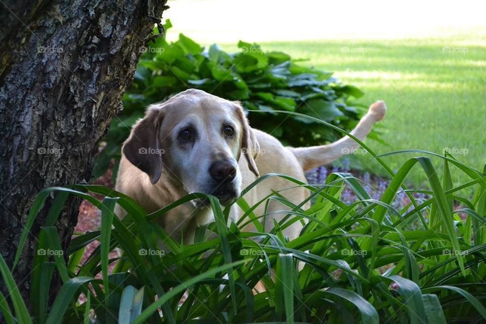 Bailey outside in garden