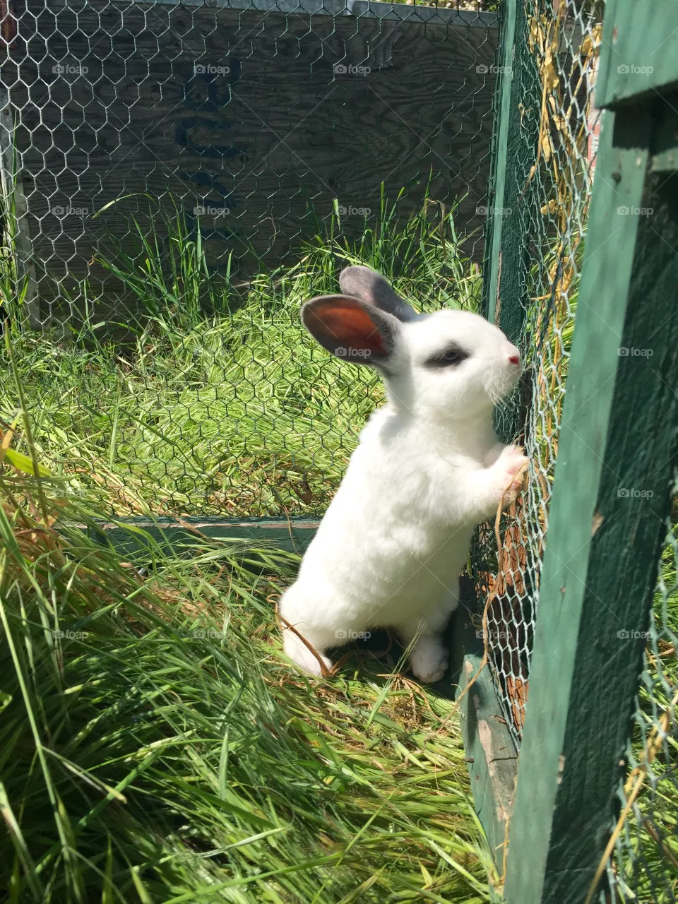 No Person, Grass, Rabbit, Nature, Easter