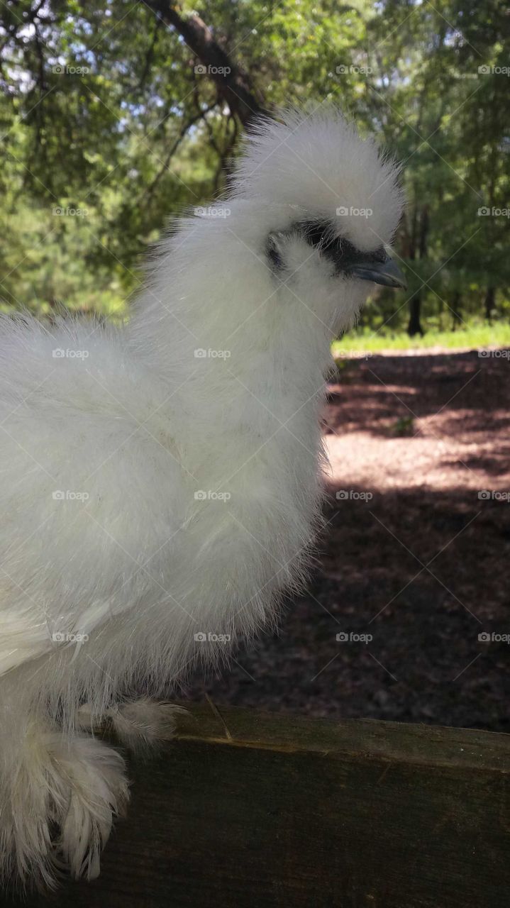 White Silkie