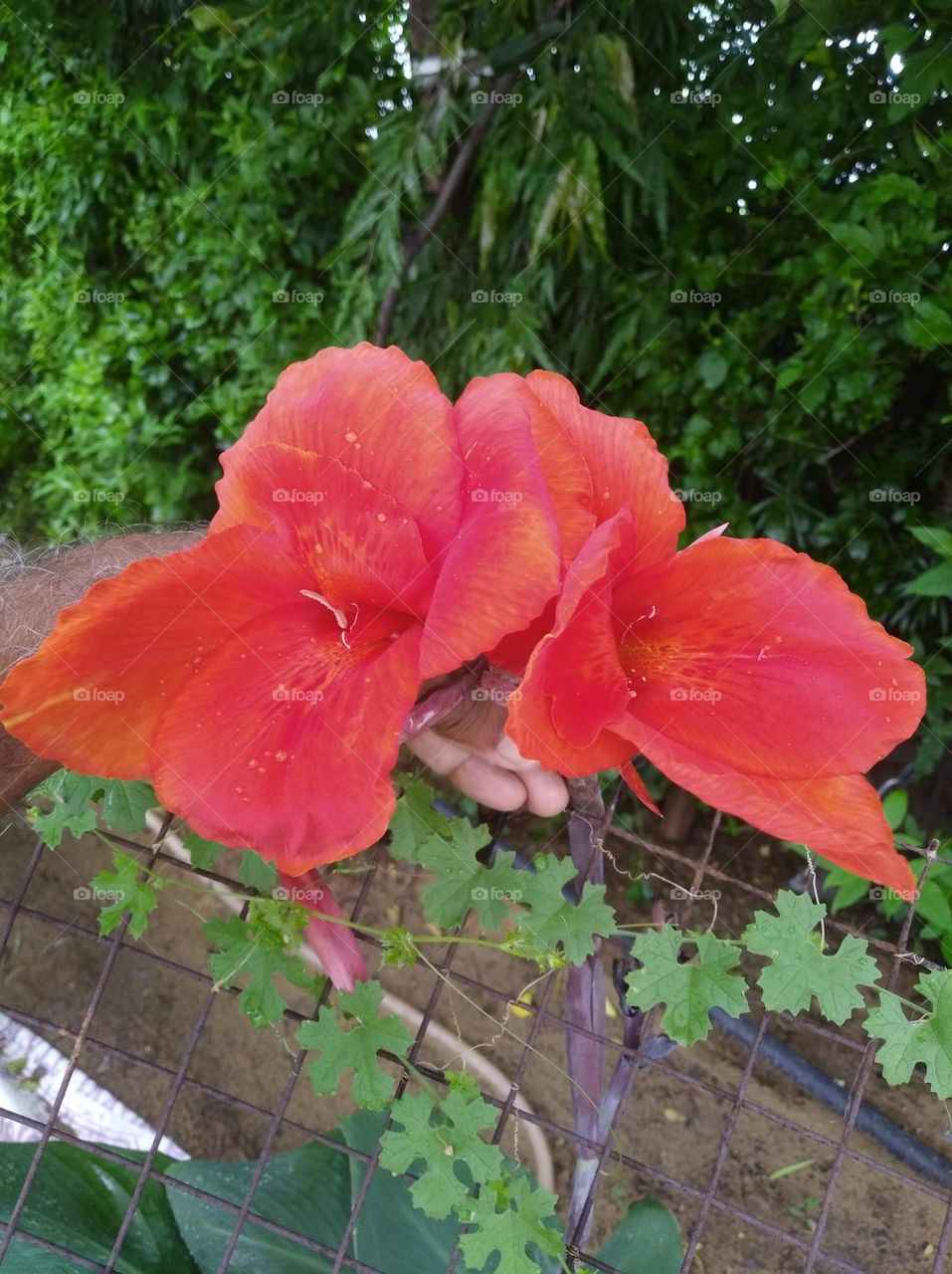 Red flower seasonal fresh shurb small size looks very beautiful generally found everywhere