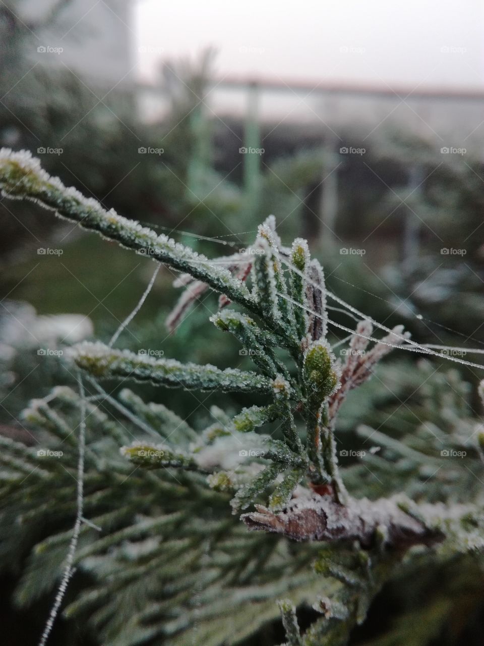 sapinette, haie, conifere