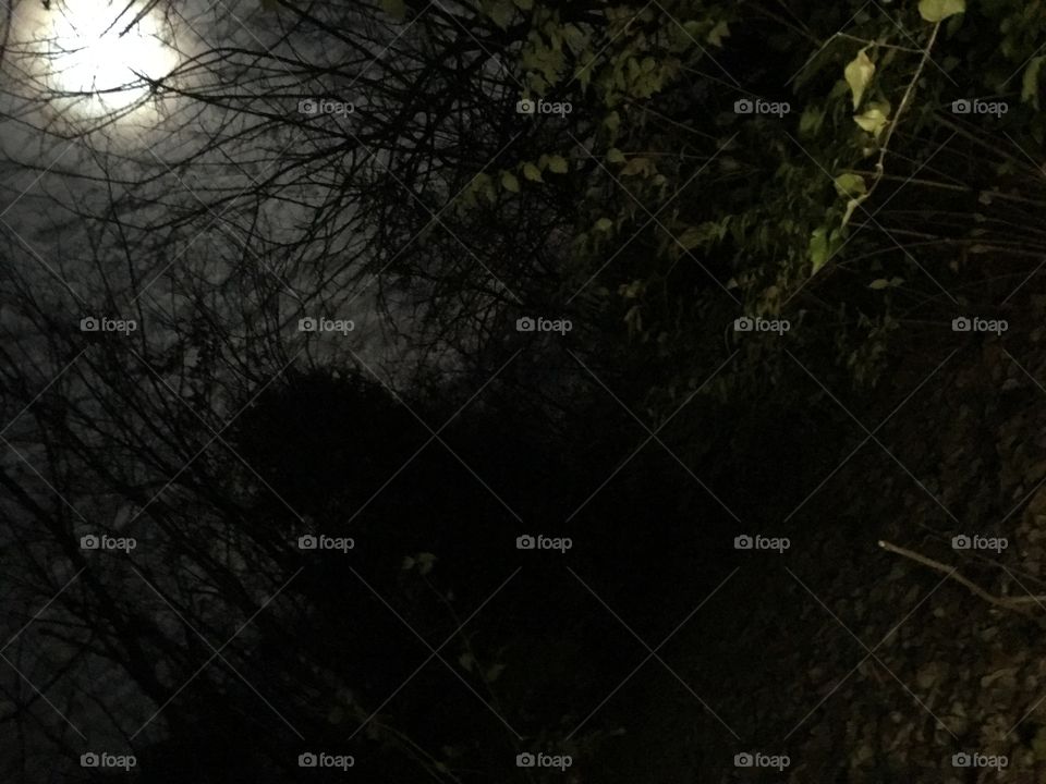 Woods at night in full moon light