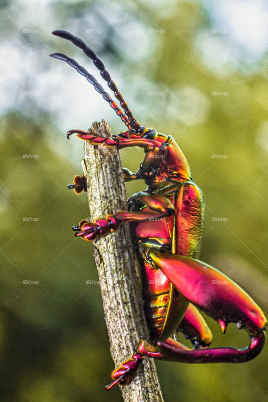 colorful insect