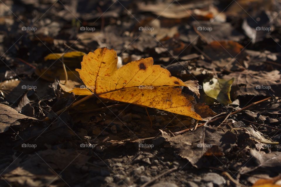 Autumn leaves. Autumn leaves
