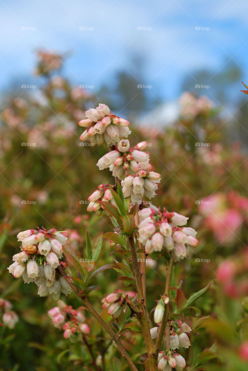 Blueberry blossoms in spring are a beautiful reminder of the fruit to come in the fall. 