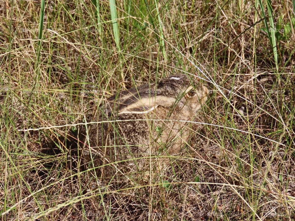 Hare in the grass