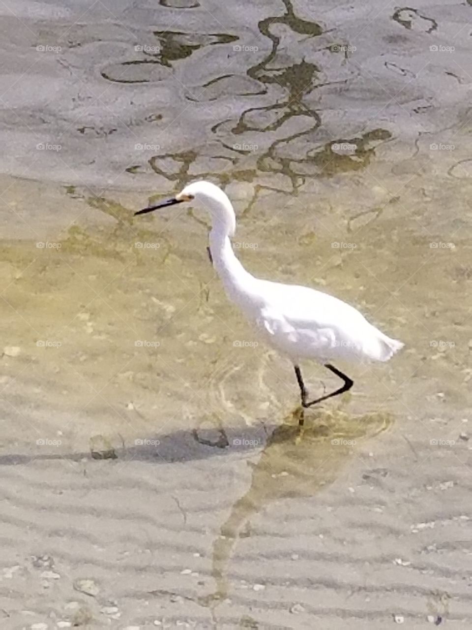 Snowy Egret, St Petersburg, Florida