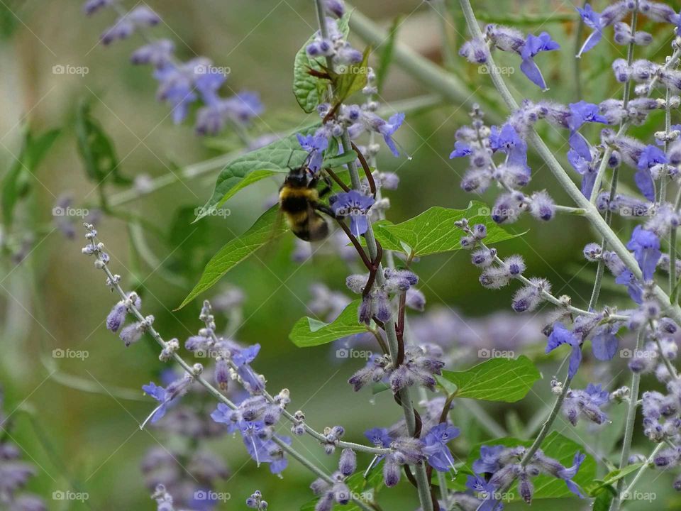 Bee on the flowers