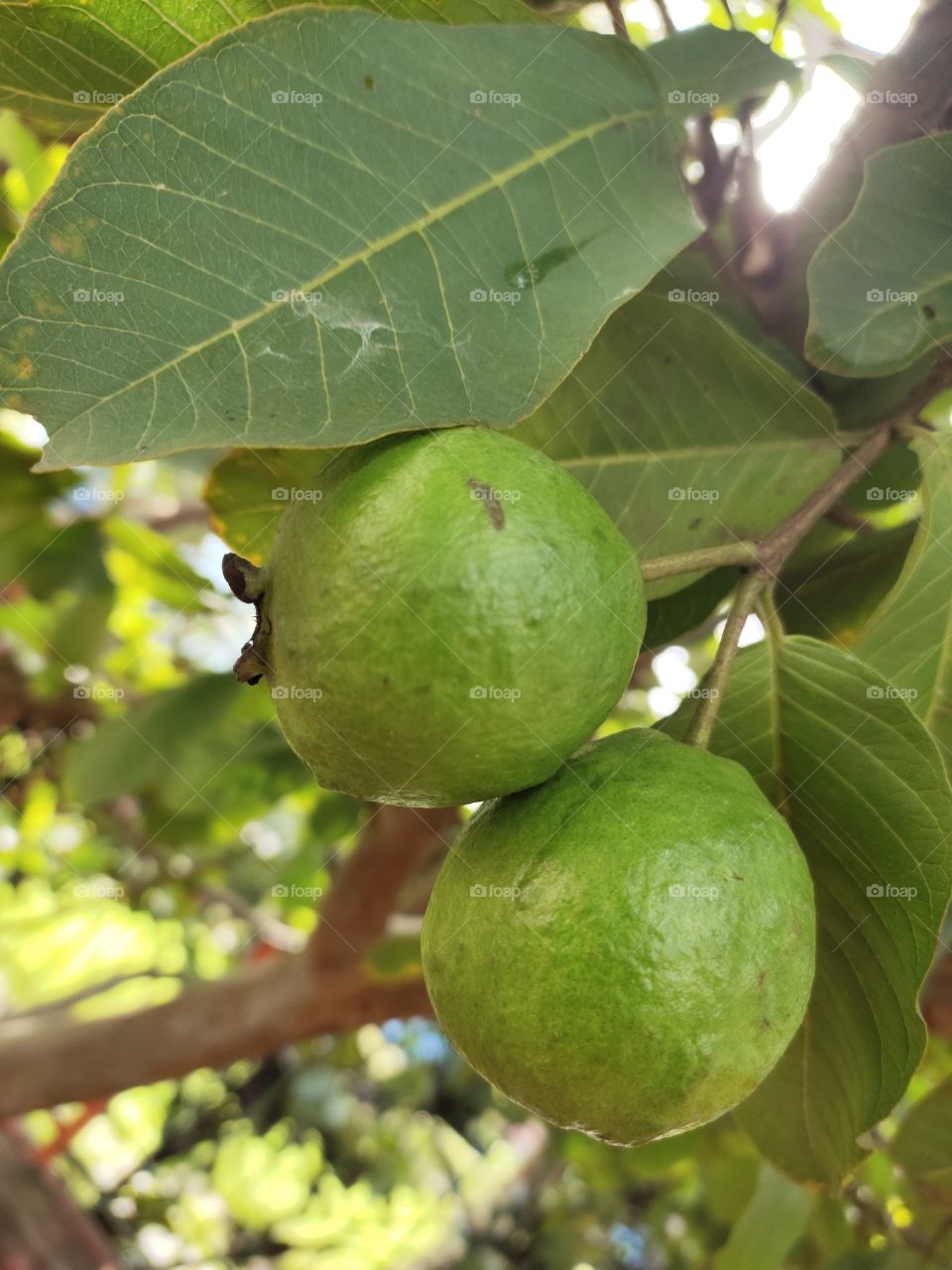 Testy Guavava
Couple Of Fruits
Green leaves
Awesome Flora World