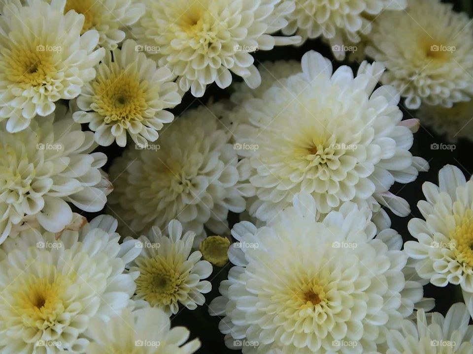 White Flowers