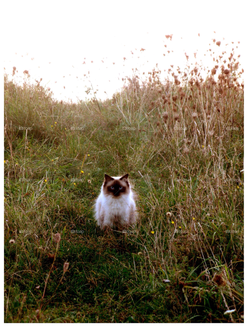 grass cat cute ragdoll by rauknrolla