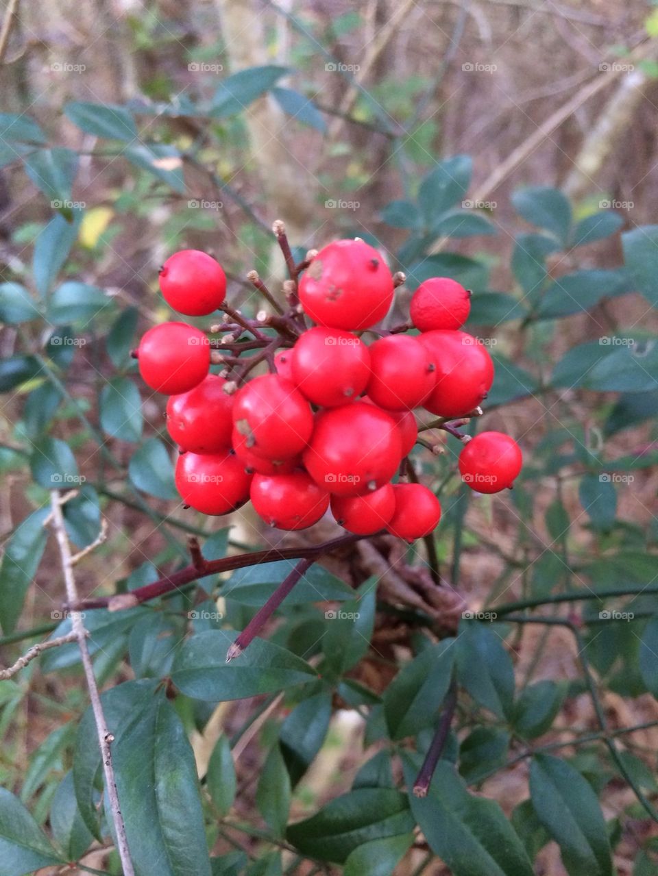 Red berries