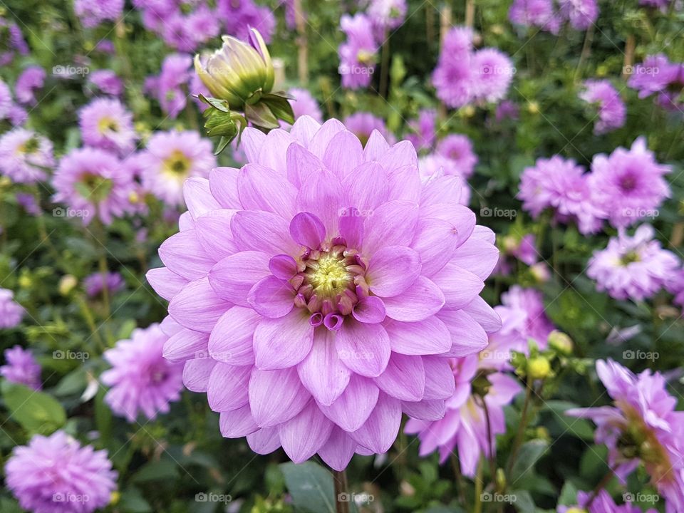 Beautiful lilac dahlia summer flowers in garden 