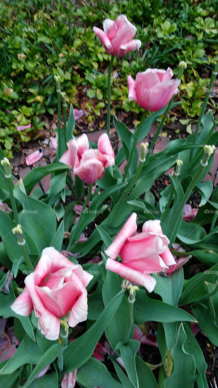 spring. flowers. beauty