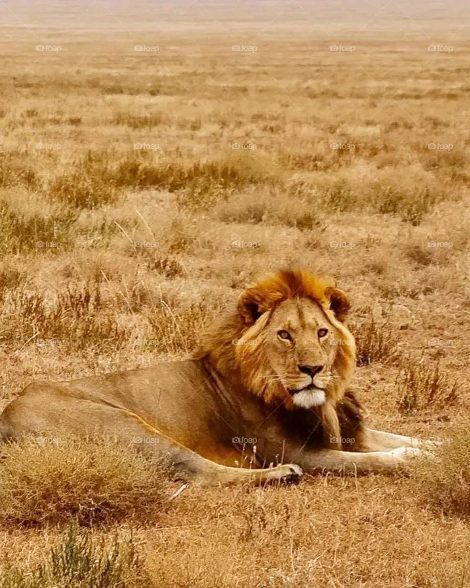 lion