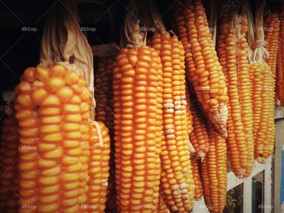 Corn food bazar