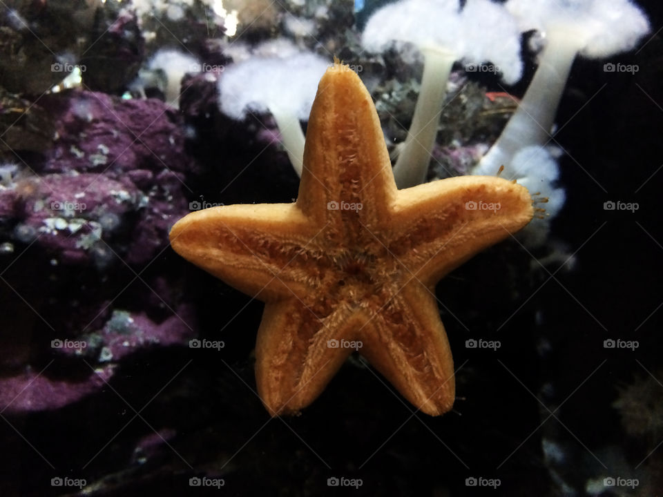 Starfish from the Vancouver Aquarium