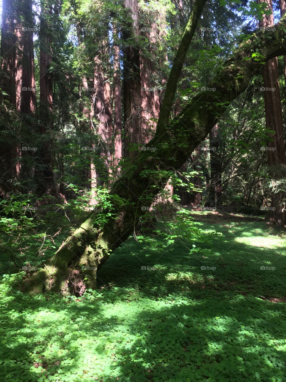 Muir Woods