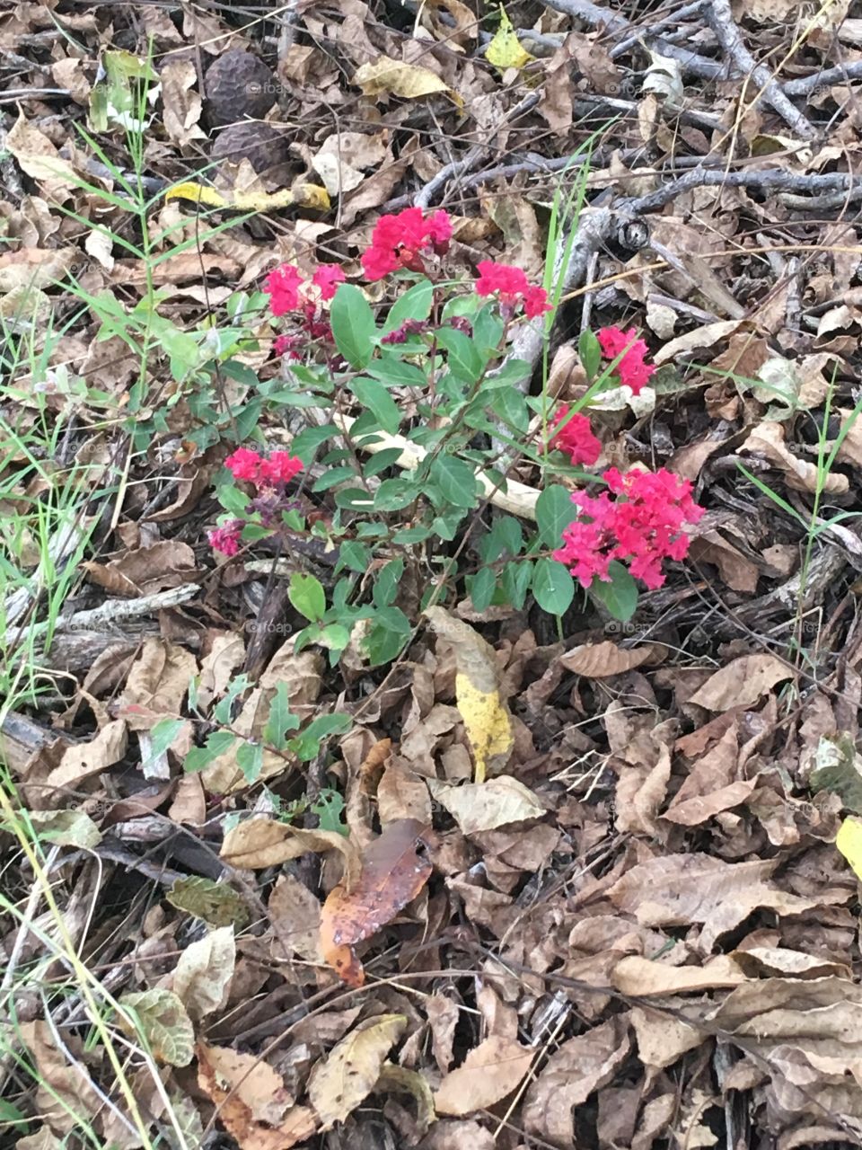 An accidental flower popped up in my mulch pile! Don’t know what it is but gonna transplant it.