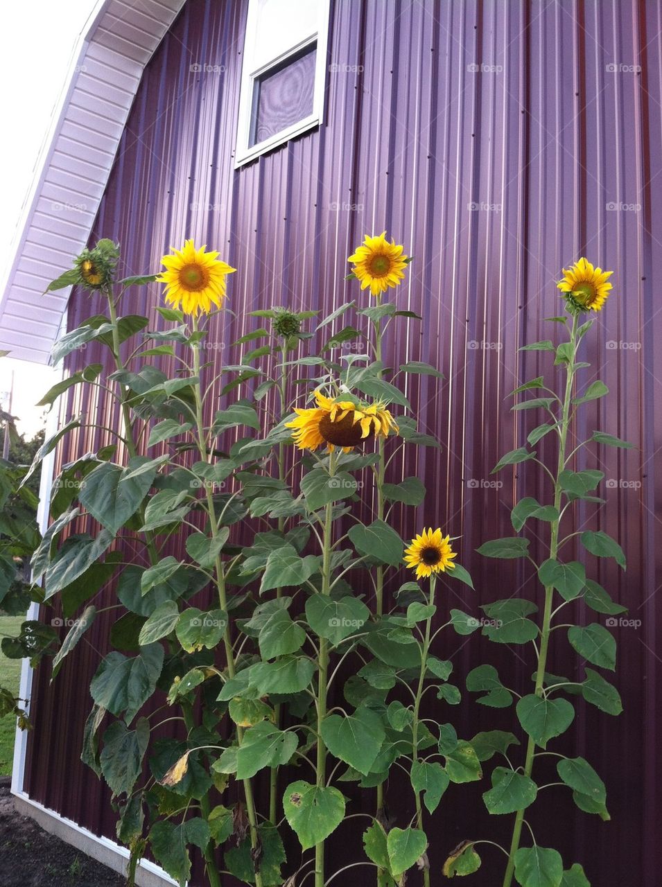 Sunflowers