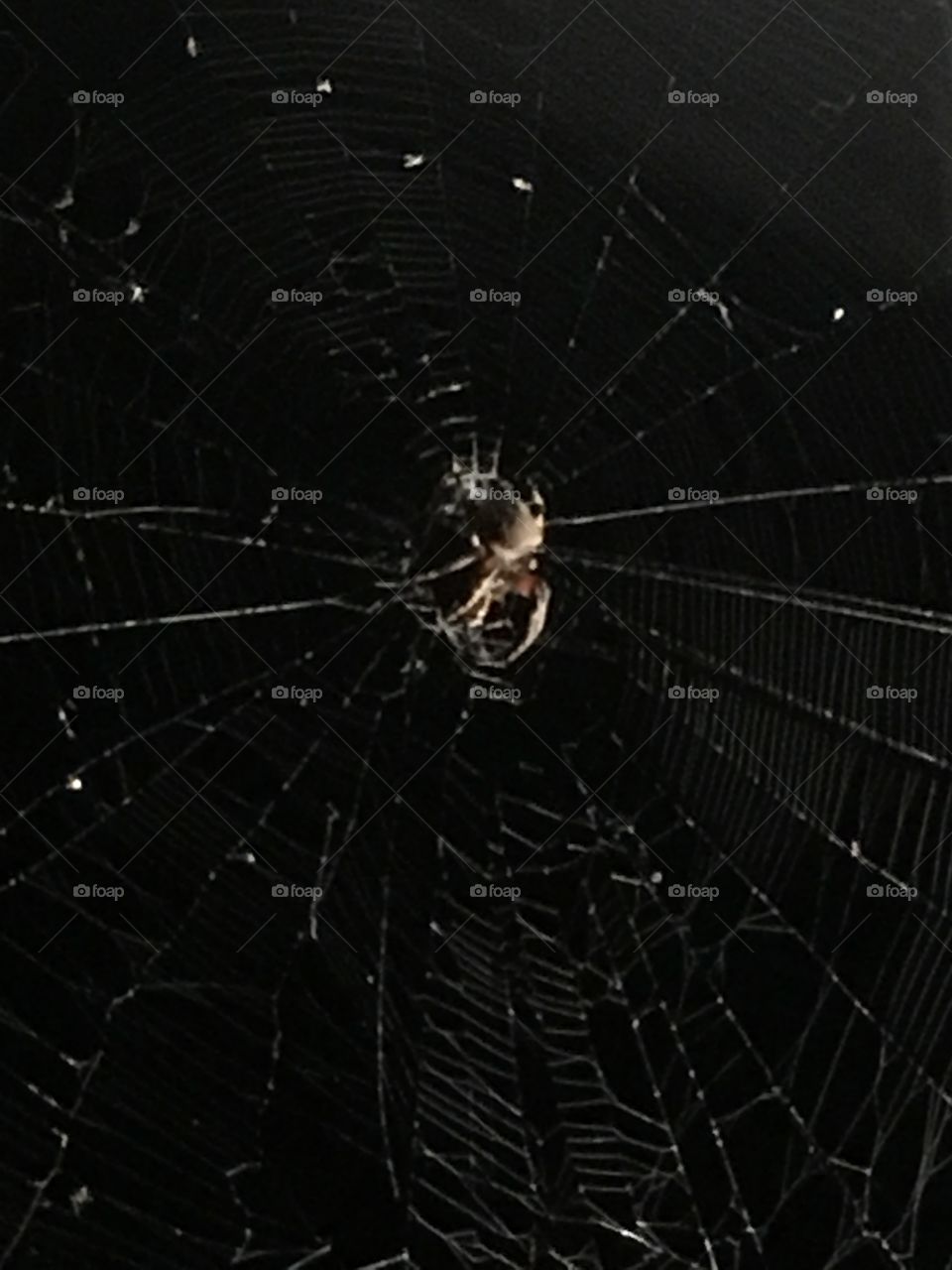 Spider an its web