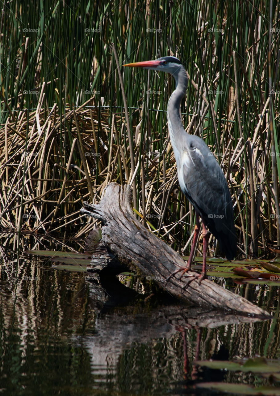 Grey heron perching on branch