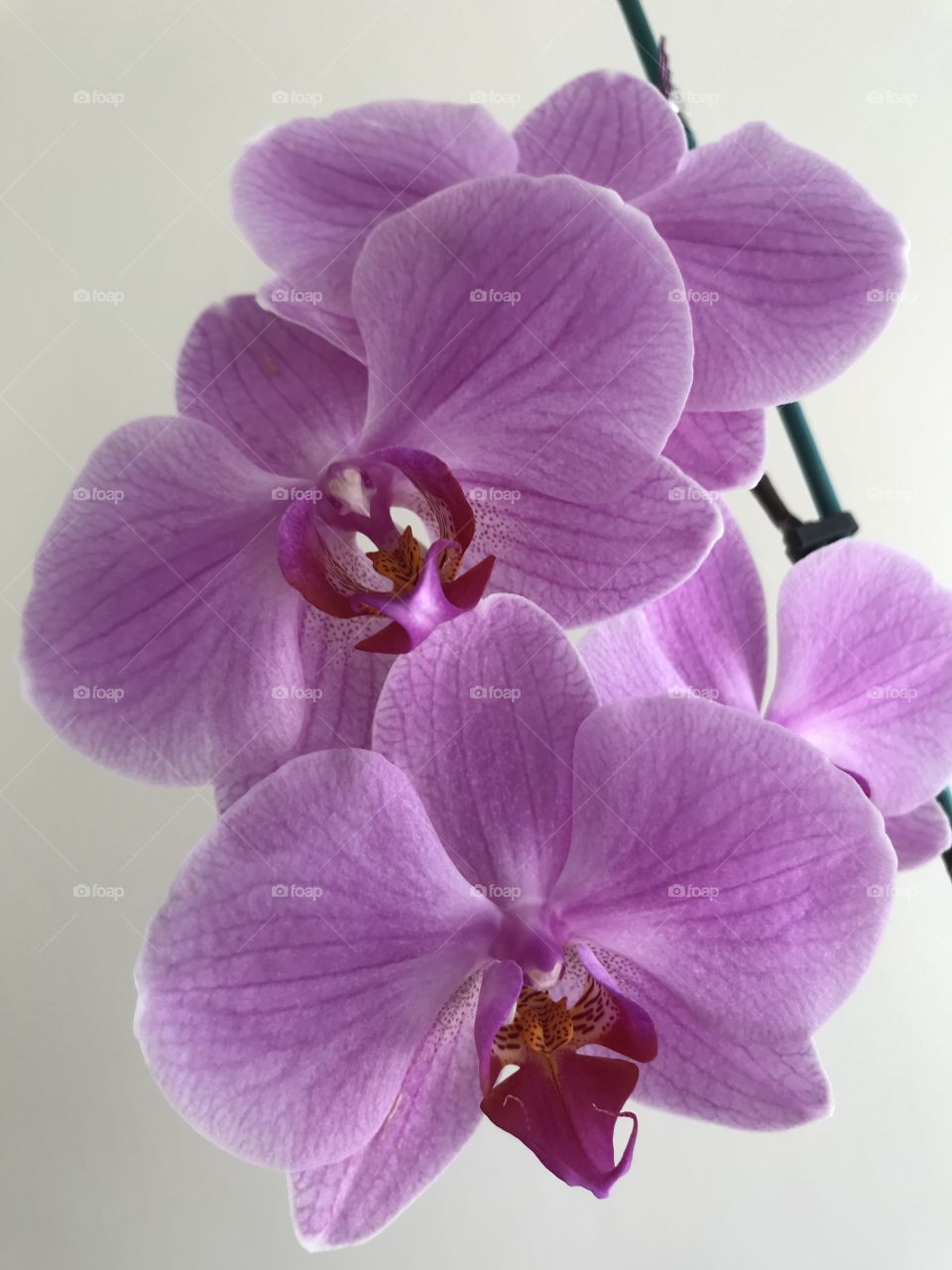 Orchid 