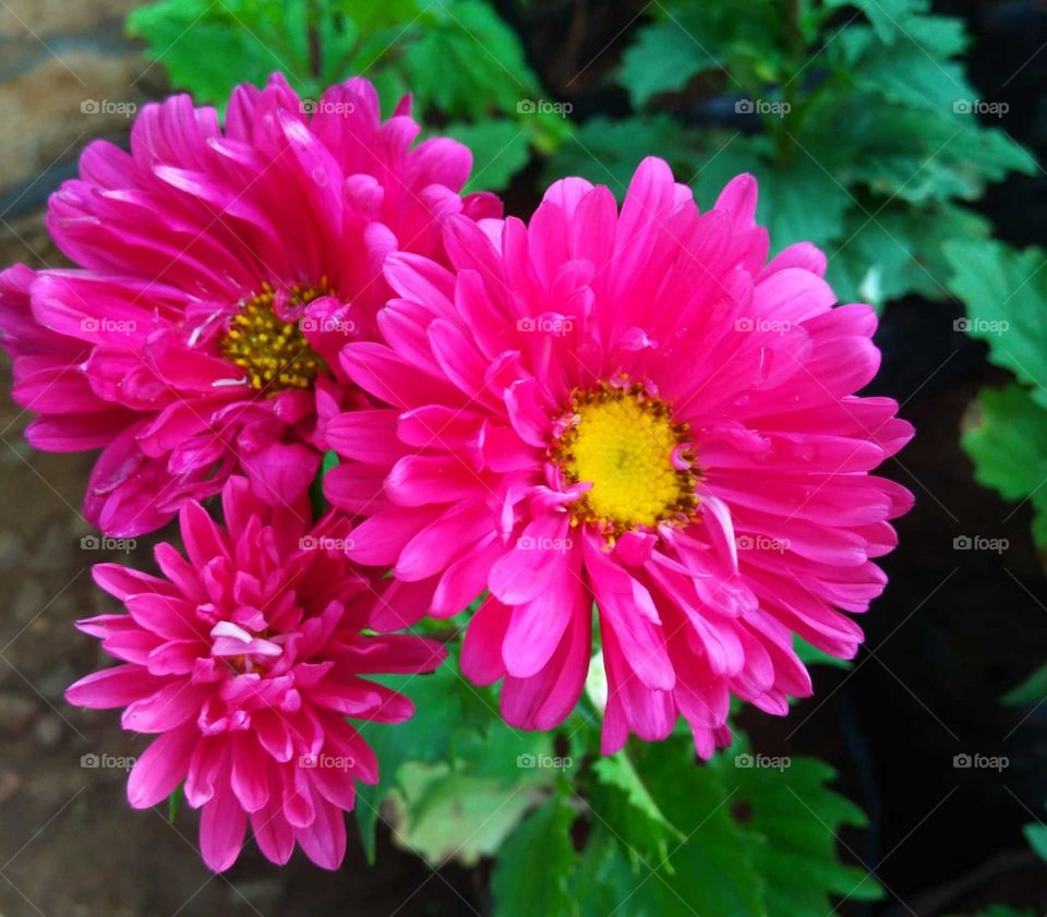 Flowers nature's gift