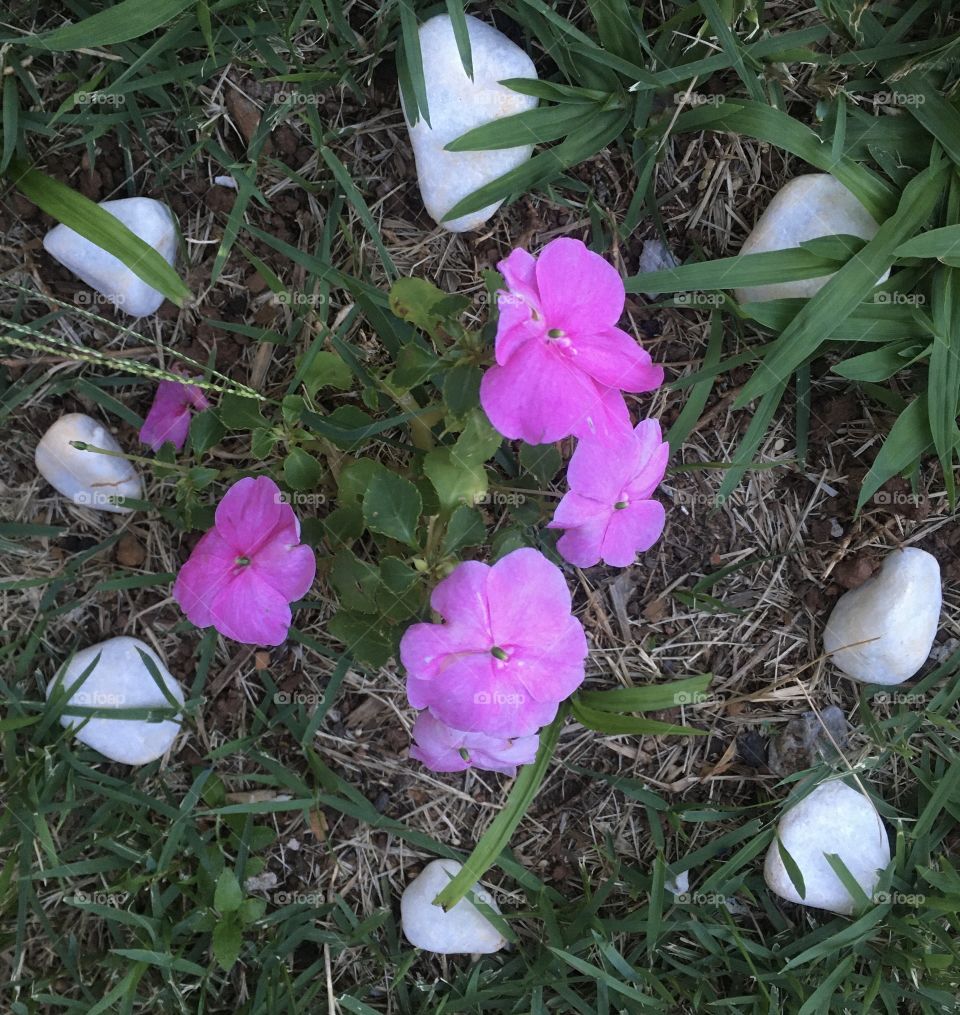 🌹 🇺🇸 Very beautiful flowers to brighten our day.  Live nature and its beauty. Did you like the delicate petals? / 🇧🇷 Flores muito bonitas para alegrar nosso dia. Viva a natureza e sua beleza. Gostaram das pétalas delicadas? 