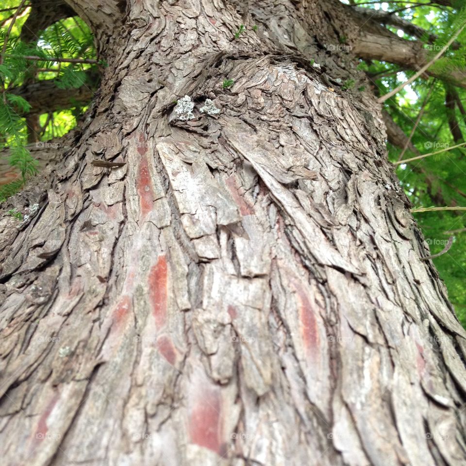 Things are looking up. Looking up under a tree