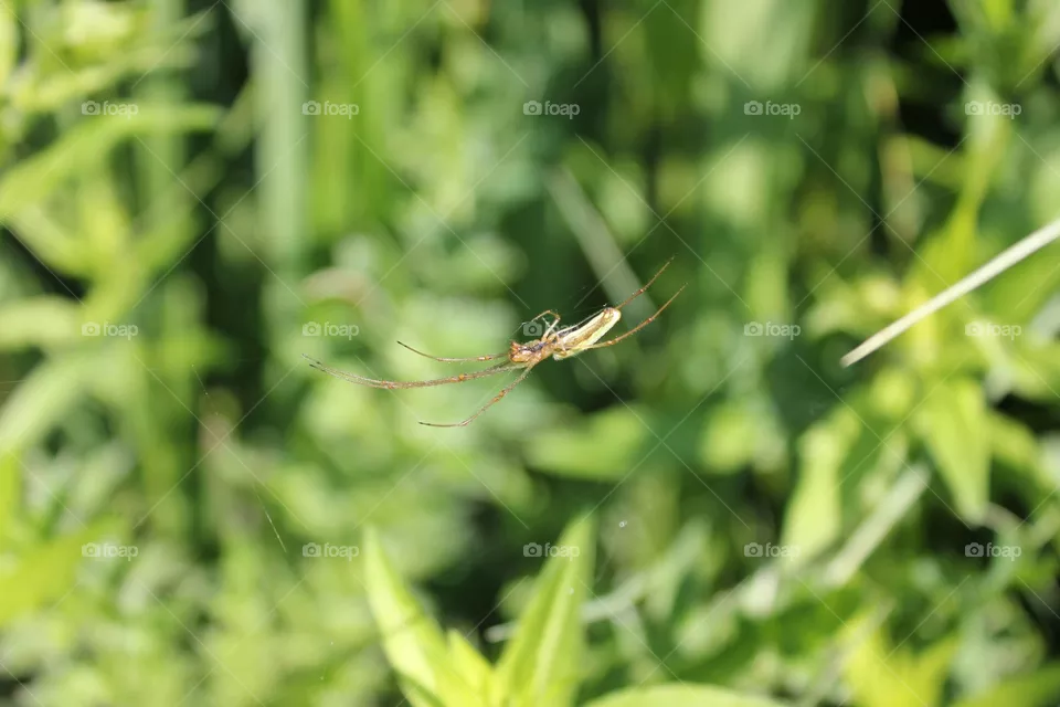 spider