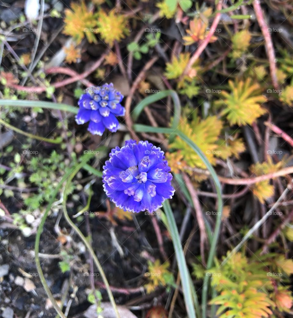 Grape Hyacinth in bloom