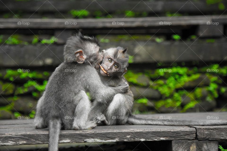 Great shot of two adorable young Monkeys.  All proceeds go towards the conservation of endangered species.