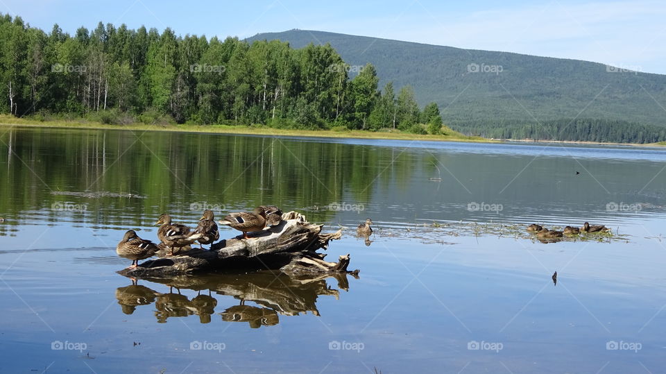 wild ducks in the nature of the Urals on the pond