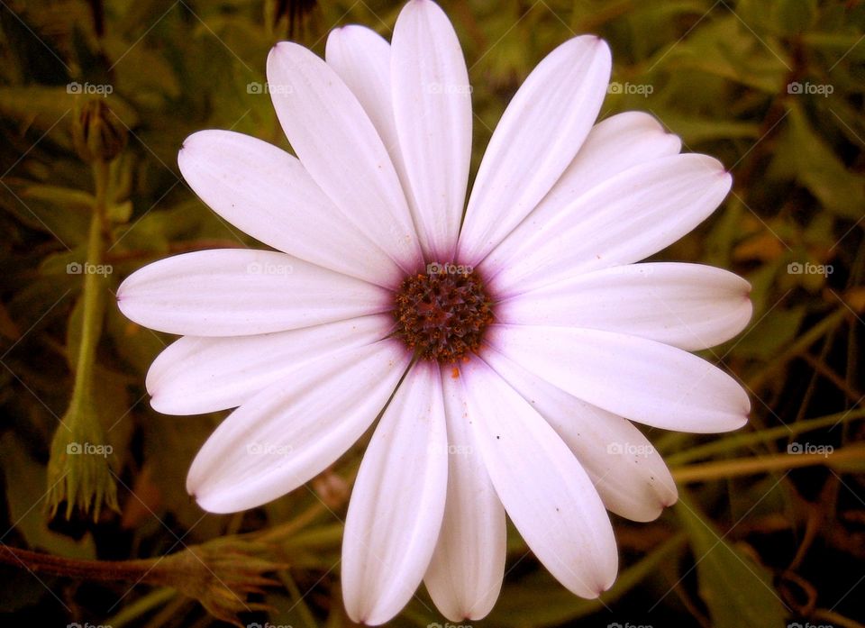 Beautiful flower close up shooting background summer blossom nature therapy
