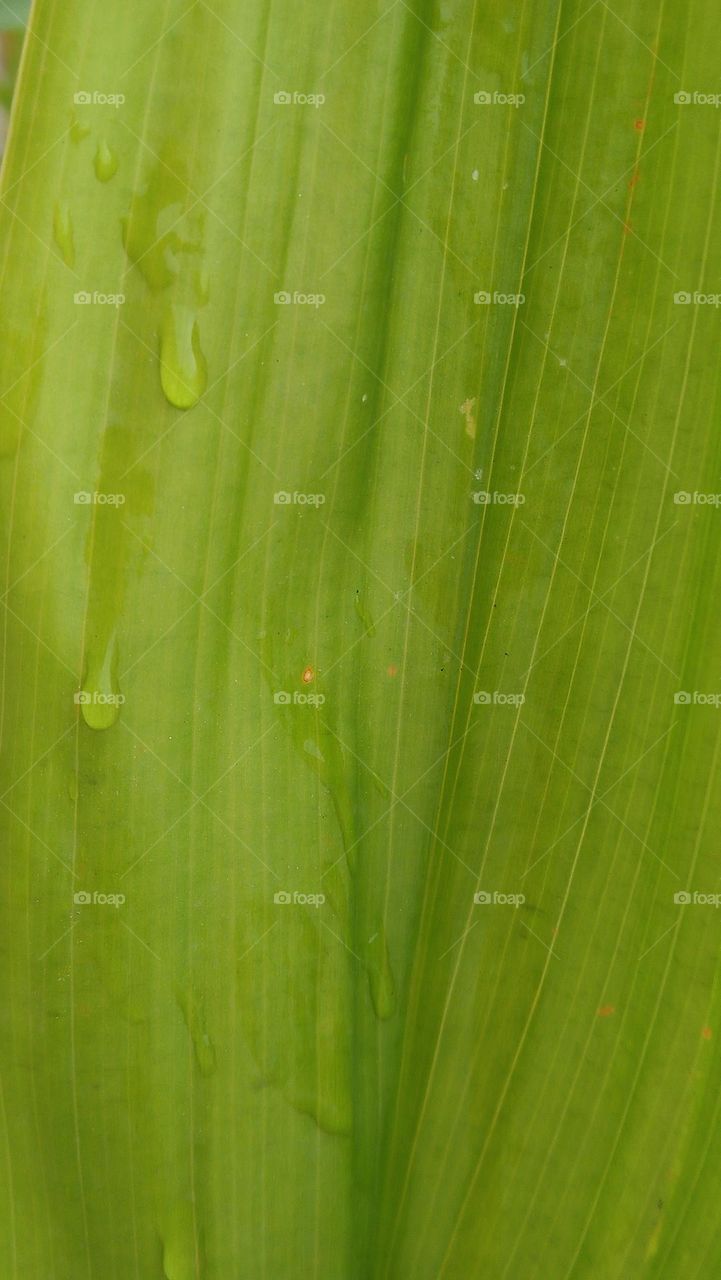 Beautiful rain drops on green plant.