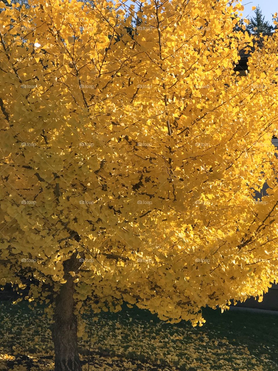 The autumn afternoon sun is already golden but when it’s rays kiss the yellow leaves of this beautiful tree the combined natural layered light sets the tree on fire! Simply spectacular! ☀️