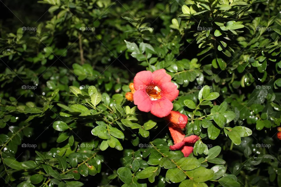 Flower