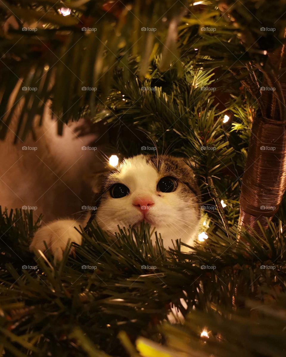 Cat playing in Christmas tree