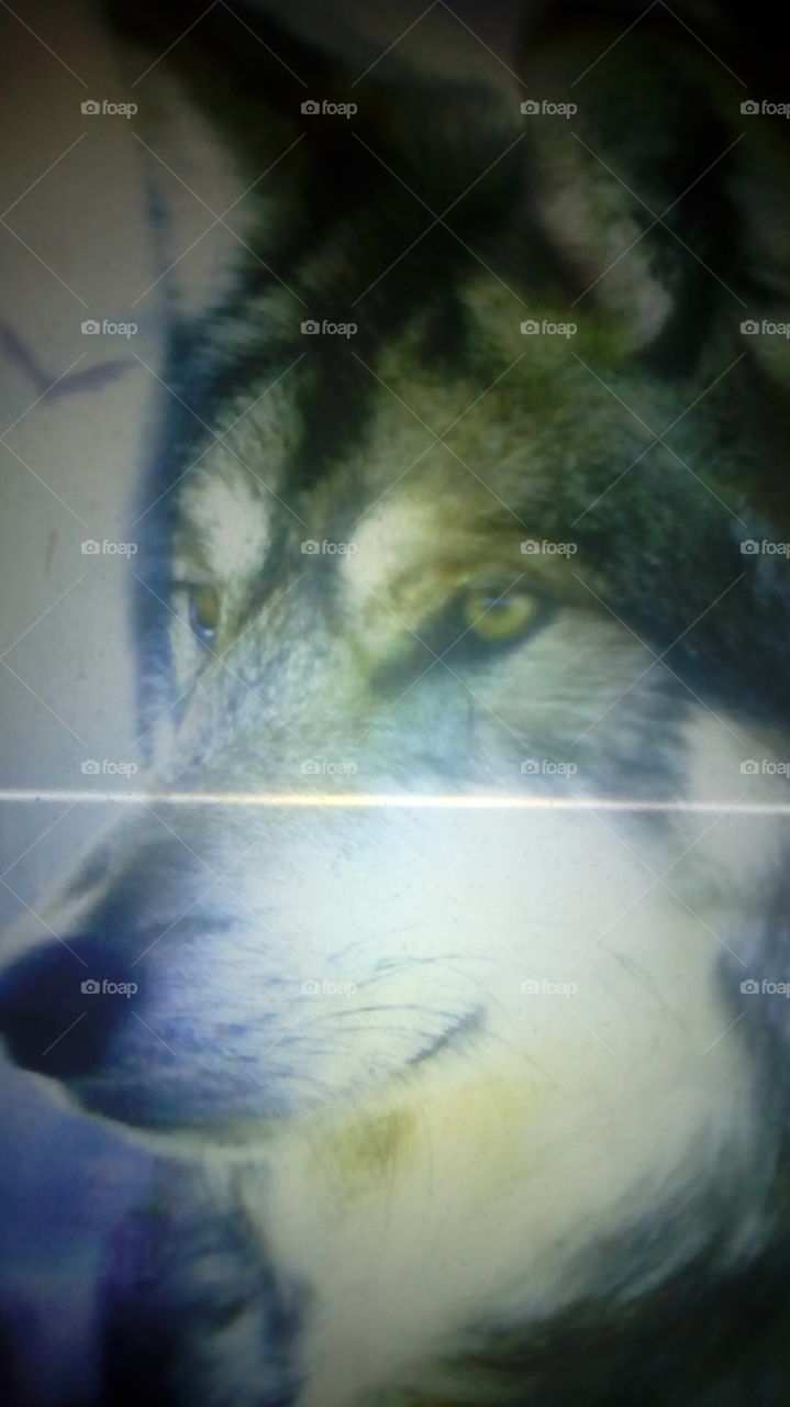 Wolf loup
