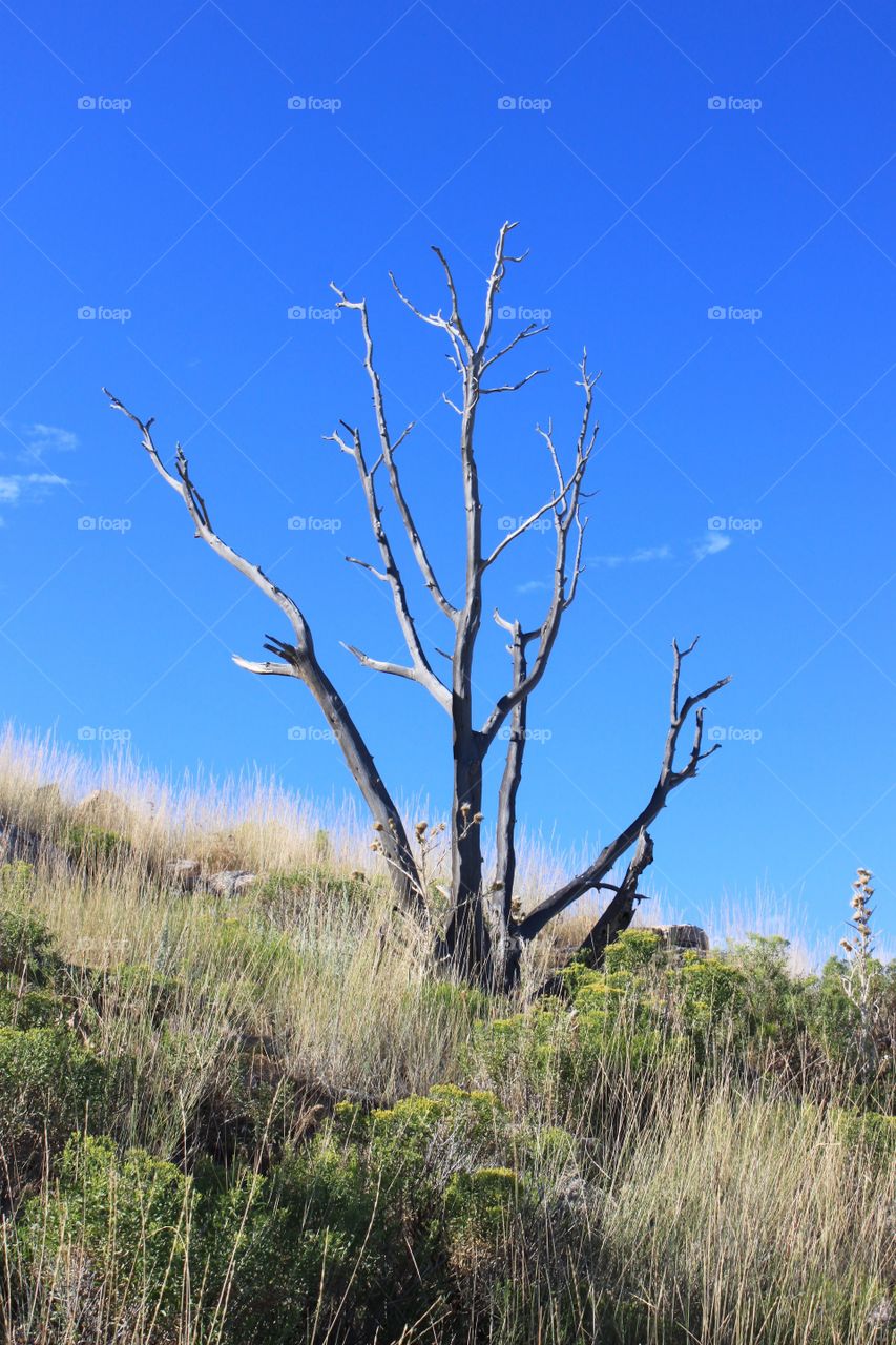 Wind-blown tree. A bare wind-blown tree high atop the mountain on Antelope Island. 